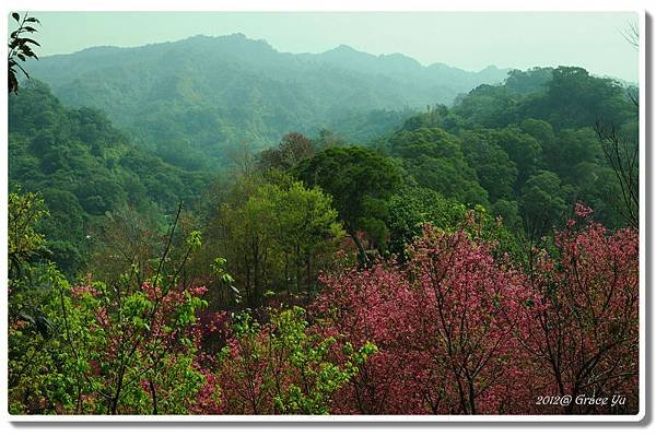 P大坑櫻花林_011