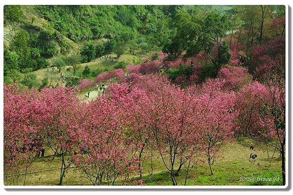 P大坑櫻花林_012