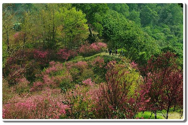 P大坑櫻花林_014