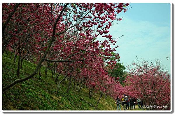 P大坑櫻花林_017