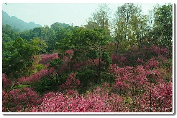 P大坑櫻花林_018