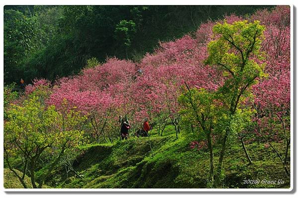 P大坑櫻花林_022