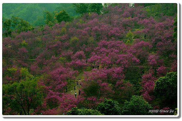 P大坑櫻花林_028