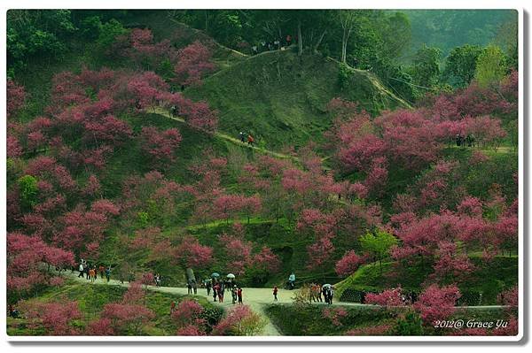 P大坑櫻花林_030