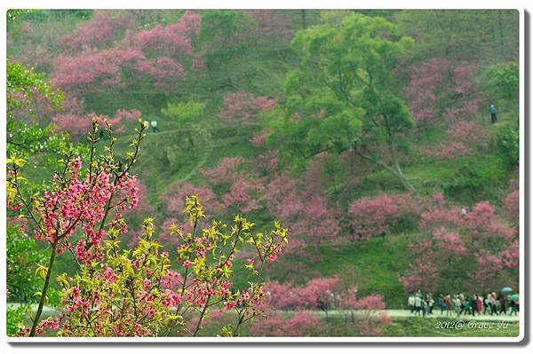 P大坑櫻花林_032