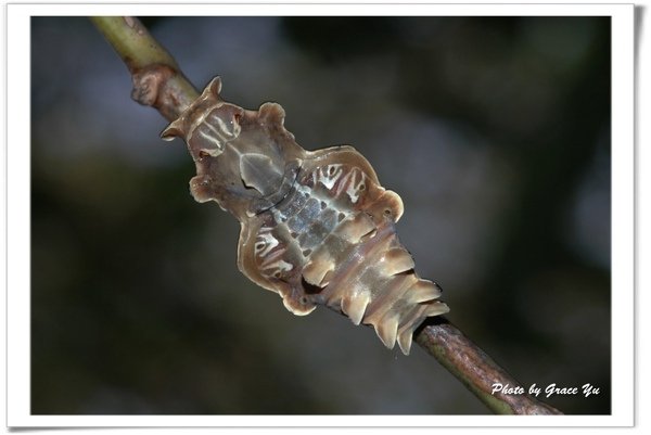 P1_植物園008-1031S.jpg