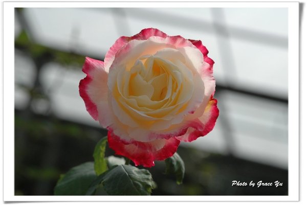 P1_梅峰-R12-Rose-S.jpg