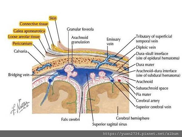 scalp-anatomy-8-638.jpg