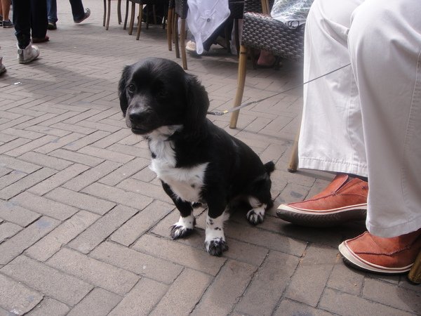 像阿蔔的小犬1