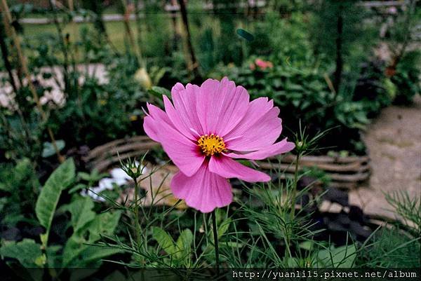 20110326 公園裡的波斯菊 07.jpg