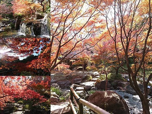 【日本旅遊】名古屋賞楓：免跑深山，市區最美賞楓景點之白鳥庭園