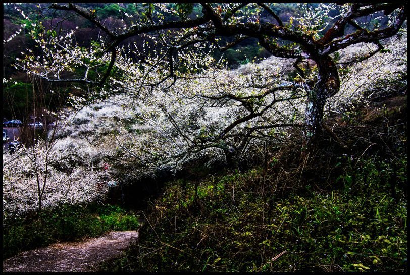 _MG_5192   信義鄉梅花_副本