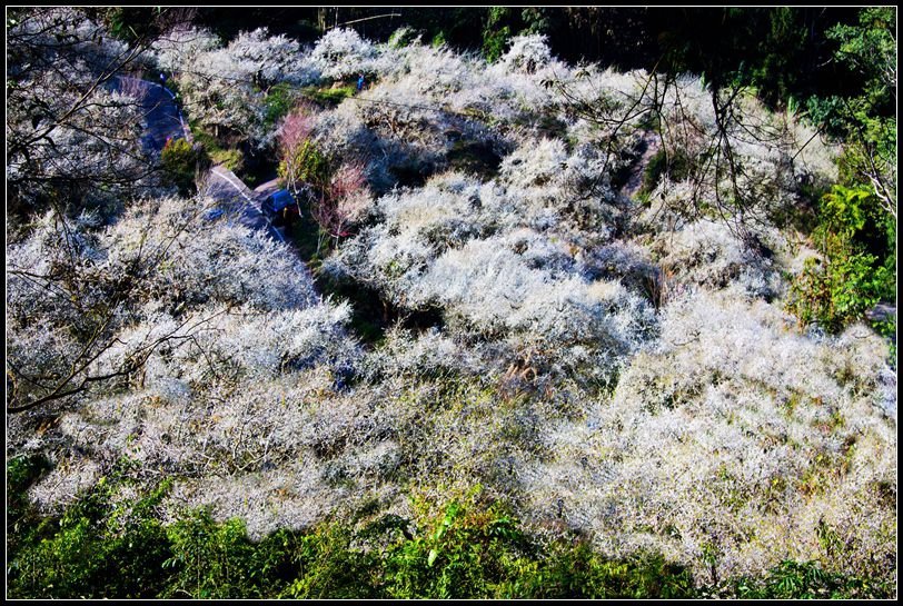 _MG_5289  烏松崙梅花_副本