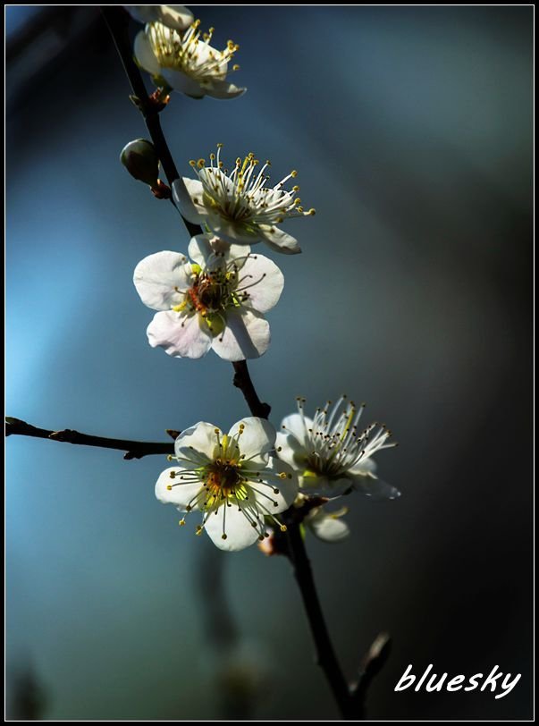 _MG_5584         梅花_副本