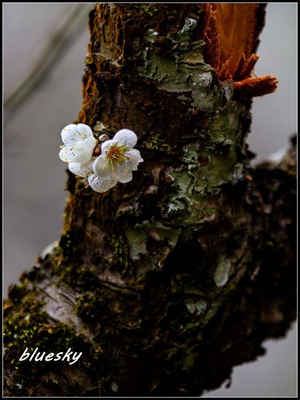 _MG_5661         梅花_副本