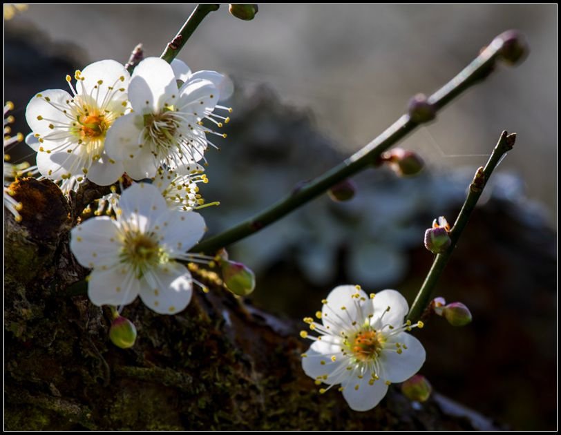 _MG_5541     梅花A_副本QQ