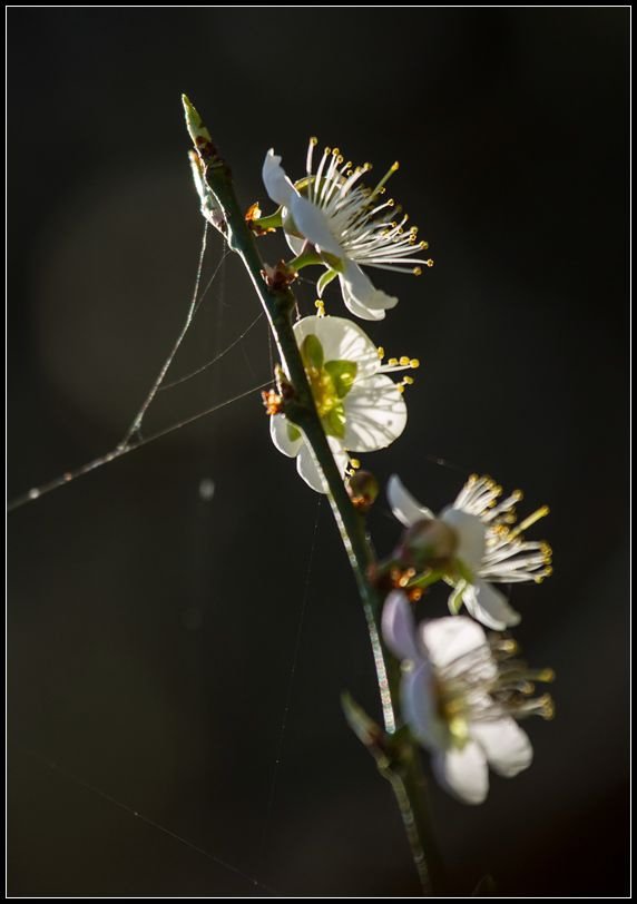 _MG_5567         梅花_副本