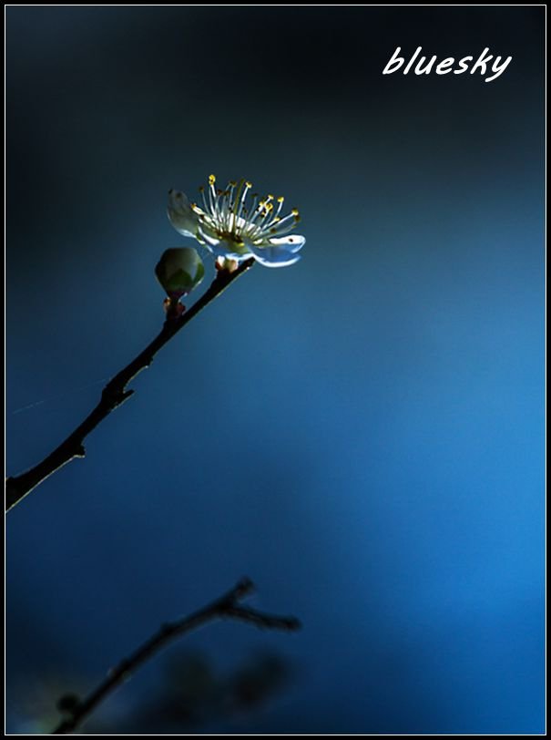 _MG_5593         梅花_副本