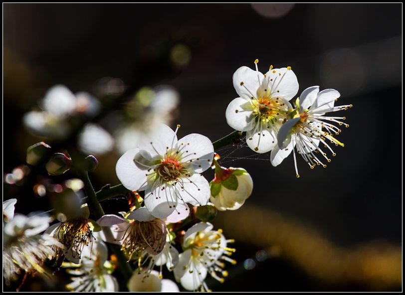 _MG_5556  梅花_副本