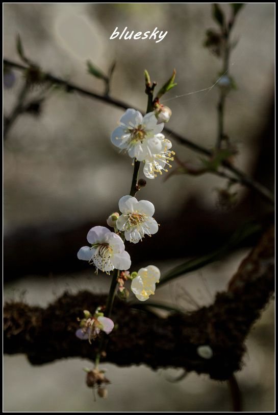 _MG_5578    梅花_副本