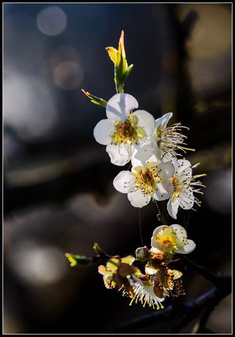 _MG_5534    梅花_副本