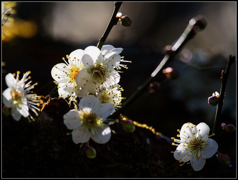 _MG_5554   梅花_副本