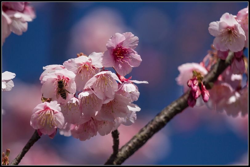 _MG_6968菁山路的花_副本