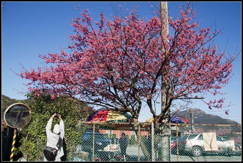 _MG_6801菁山路的花_副本