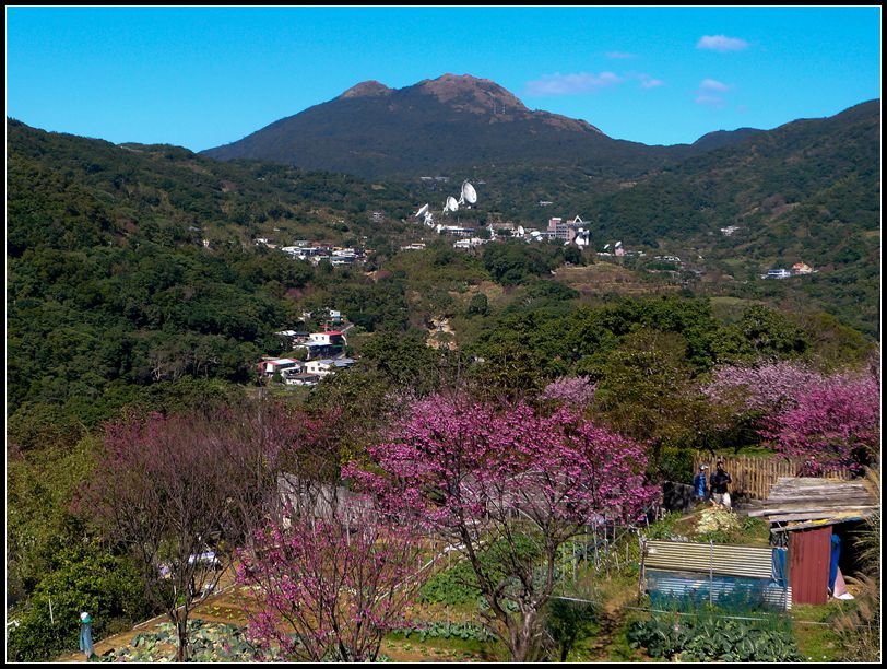 P1510651菁山路的花_副本