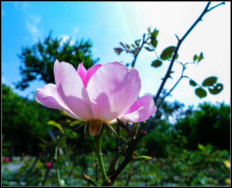 P1540953 Rose_副本