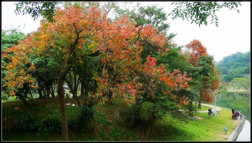 P1510546    大湖_副本_副本    大湖公園