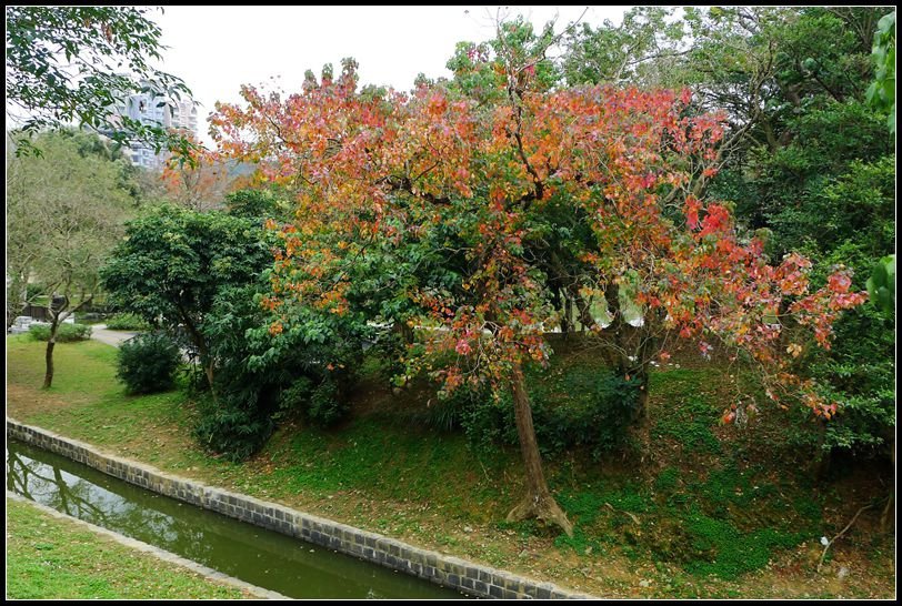 P1510550_副本    大湖公園