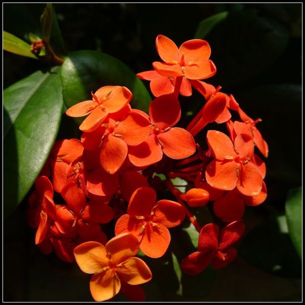 P1560111_副本   小花
