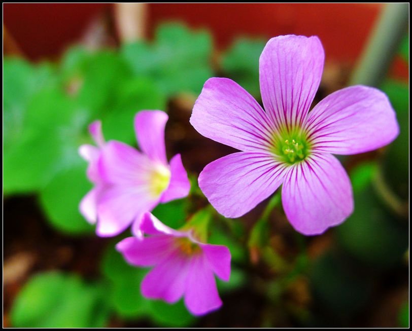 P1560118   小花_副本