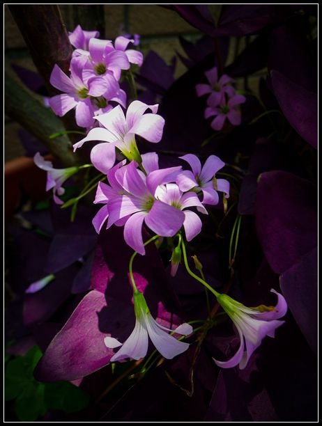 P1560117   小花_副本