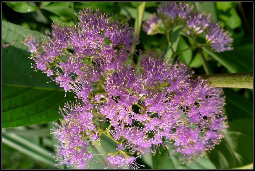 P1560002   小花_副本　　　NEＷ