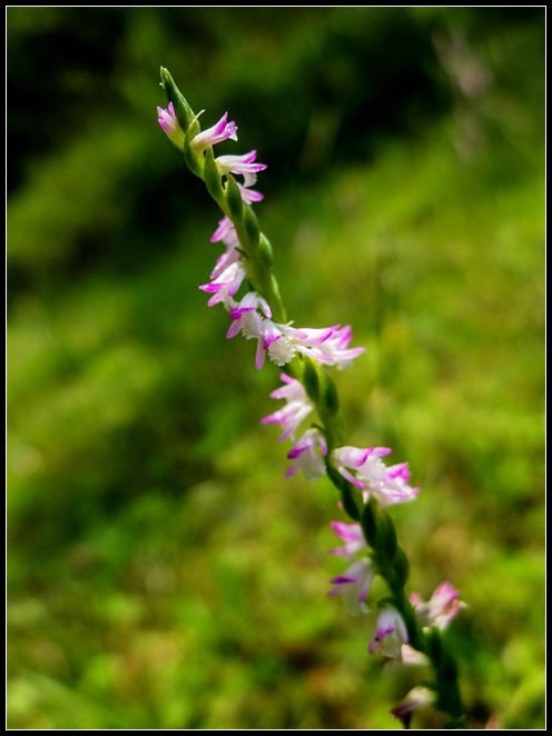 P1560009   小花_副本　　　NEＷ