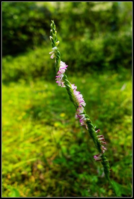 P1560004   小花_副本　　　NEＷ