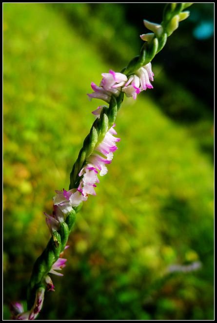 P1560006   小花Q_副本　　　NEＷ
