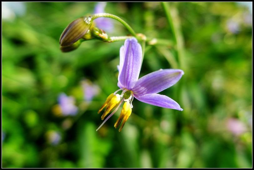P1560001   小花_副本