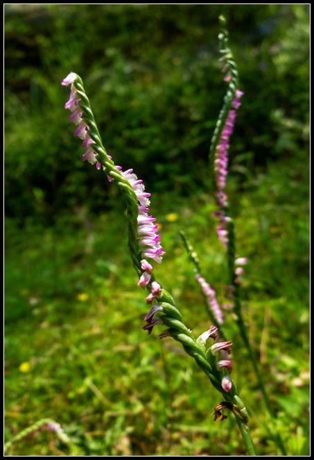 P1560012   小花_副本　　　NEＷ