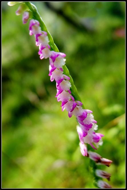 P1560008   小花_副本　　　NEＷ
