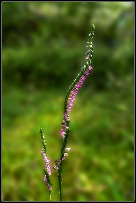 P1560013   小花QQ_副本　　　NEＷ
