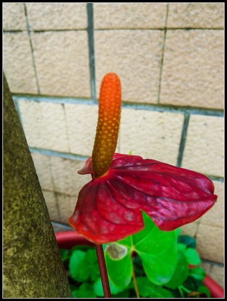P1560130   小花_副本　　　NEＷ