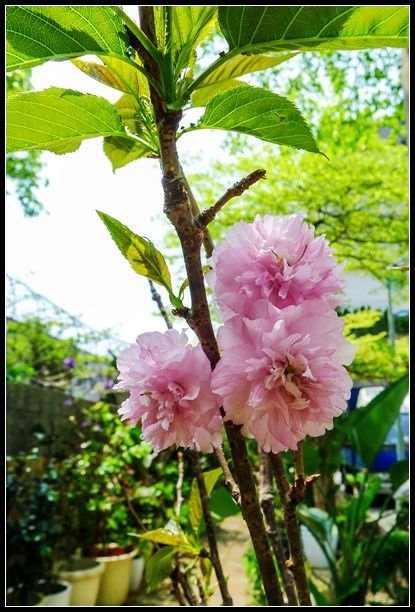 P1560146   小花_副本
