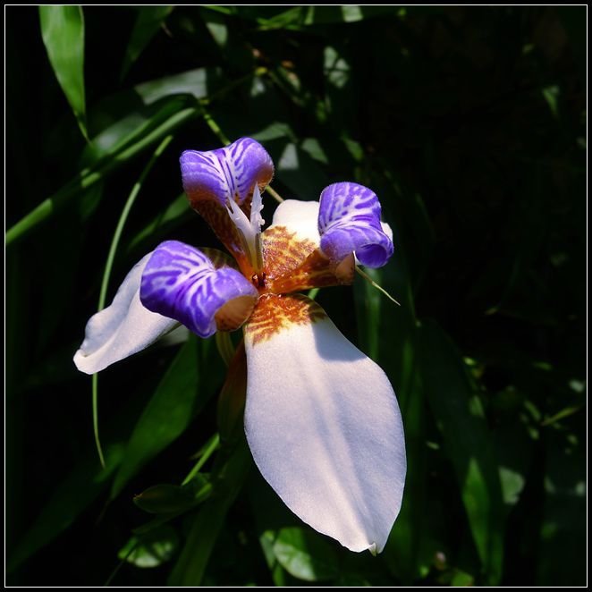 P1560169_副本   小花