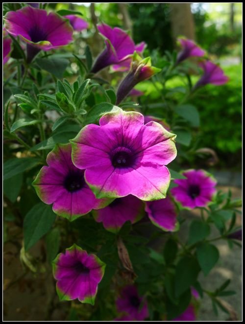 P1560161_副本   小花
