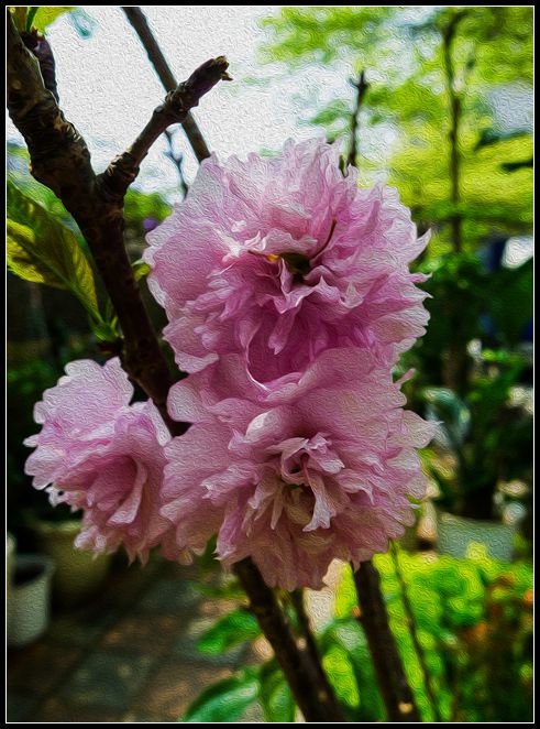 P1560147   小花AB_副本
