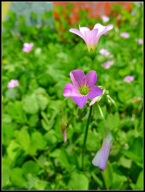 P1560190_副本   小花