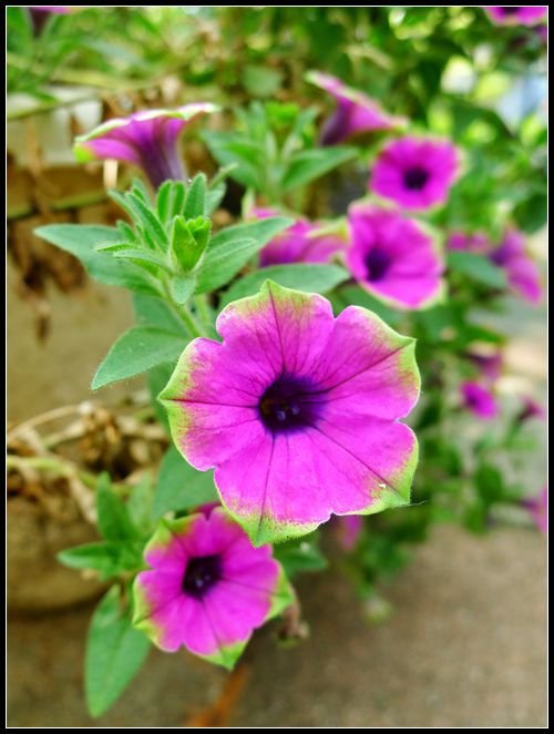 P1560158_副本   小花